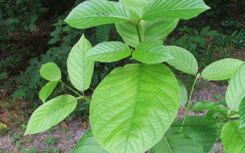 Is Kratom Safe for Use?