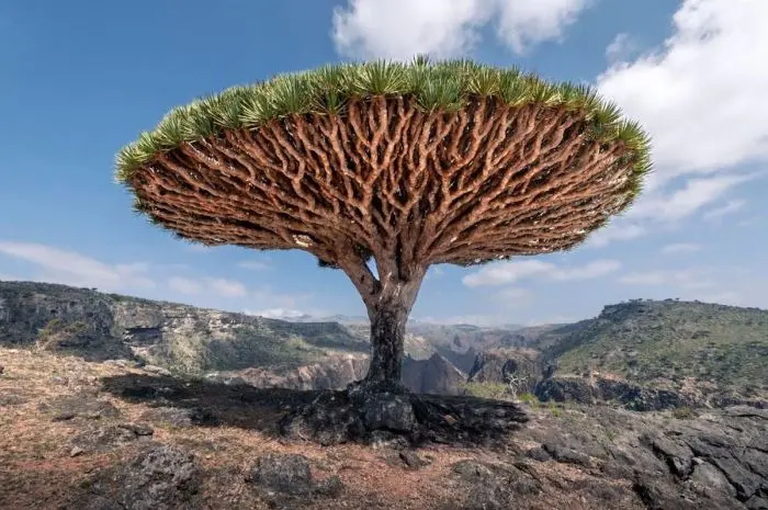 Unique Facts About Yemen's Socotra Island That You Should Know